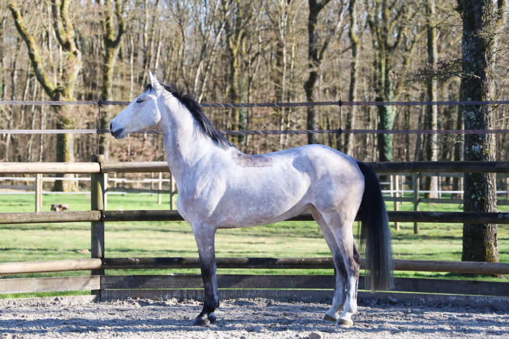 New Jersey young new mare