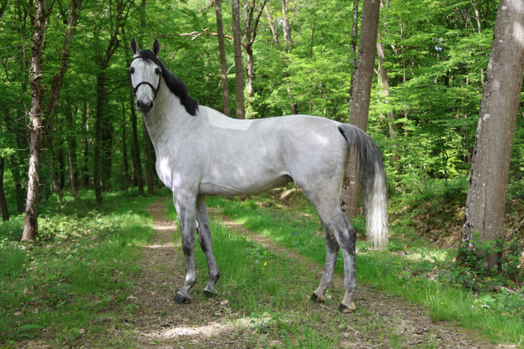 Scooby VD Bisschop hongre présenté par Clear Round Company