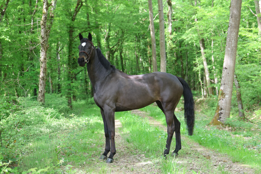 Savage 13 présentée par Clear Round Company ( CROC )