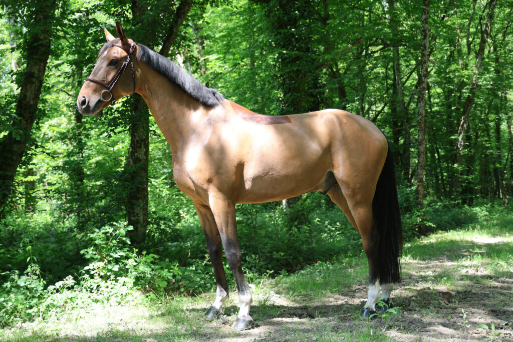 Truman Vest TF présenté par Clear Round Company