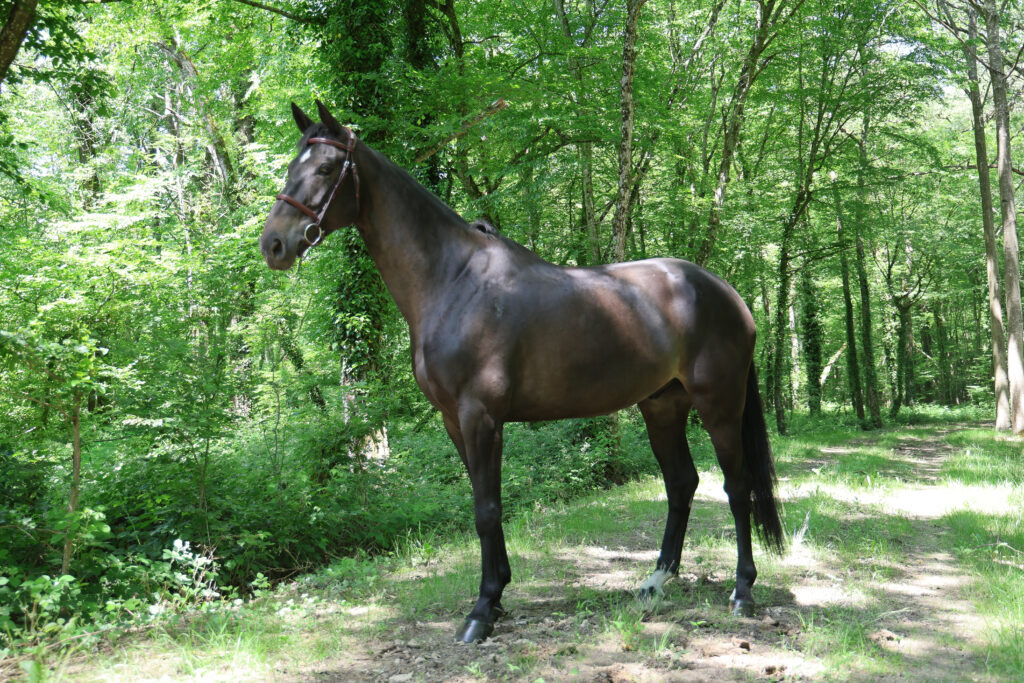 Nouveau RS présenté par Clear Round Company