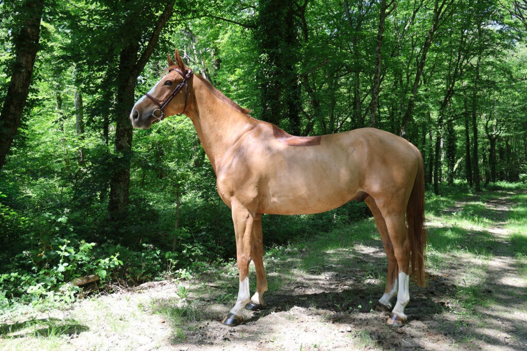 Just Me des Hurlevents présenté par Clear Round Company